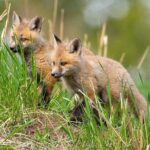 Yellowstone Through the Lens Photography Adventure - Final Summary: Why choose this tour?