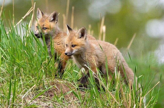 Yellowstone Through the Lens Photography Adventure - Final Summary: Why choose this tour?