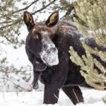 Yellowstone Winter Day Adventure - The Sum Up