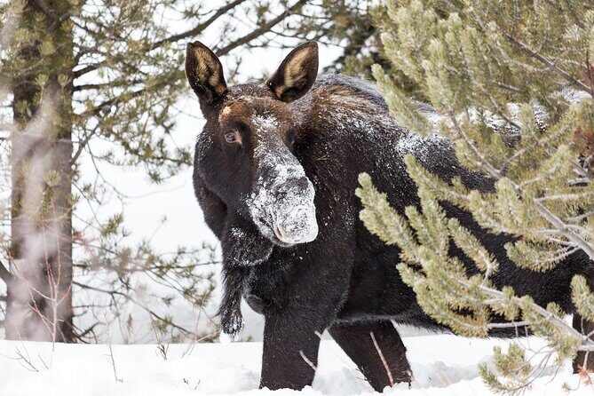 Yellowstone Winter Day Adventure - The Sum Up
