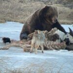 Yellowstone Winter Wildlife with Snowshoeing VIP Experience - Final Thoughts: Is This Tour Worth It?