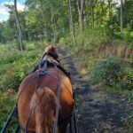 York: Private Horse-Drawn Carriage Ride and Afternoon Tea - What to Expect During the Ride