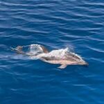 Zadar: Sveti Filip i Jakov Dolphin Watching Morning Tour - An In-Depth Look at the Sveti Filip i Jakov Dolphin Watching Tour