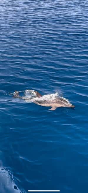Zadar: Sveti Filip i Jakov Dolphin Watching Morning Tour - An In-Depth Look at the Sveti Filip i Jakov Dolphin Watching Tour