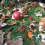 Zagreb through plants: an urban and botanical walk - A Walk Through Historic and Green Zagreb