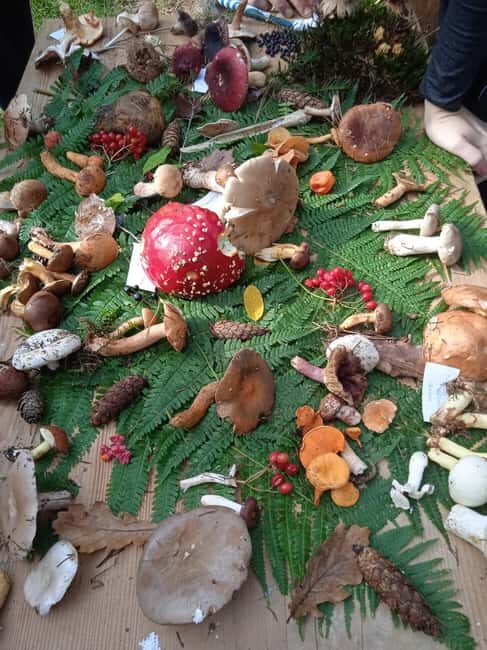 Zagreb through plants: an urban and botanical walk - A Walk Through Historic and Green Zagreb