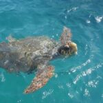 Zakynthos: Turtle Spotting Boat Trip in Laganas Bay - The Value of This Tour
