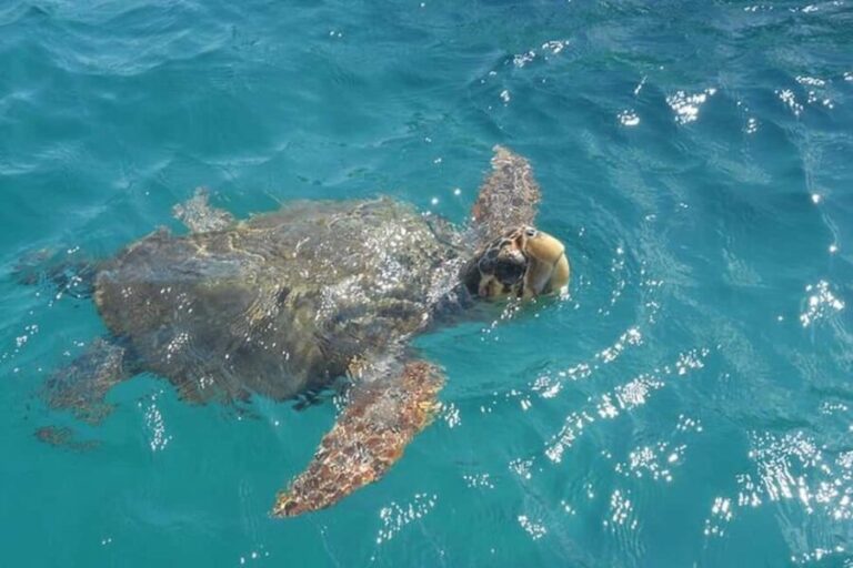 Zakynthos: Turtle Spotting Boat Trip in Laganas Bay - The Value of This Tour