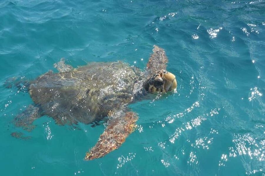 Zakynthos: Turtle Spotting Boat Trip in Laganas Bay - The Value of This Tour