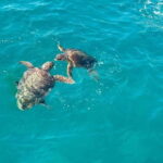 Zakynthos: Turtle Spotting Cruise with Glass-Bottom Boat - Who Will Love This Tour?