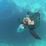 Zakynthos: Turtles, Marathonisi & Keri Caves Speedboat Tour - Why You’ll Love This Experience