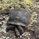 ZANZIBAR: Prison Island, Spice Farm & Swimming at Kuza Cave - A Detailed Look at the Tour Experience