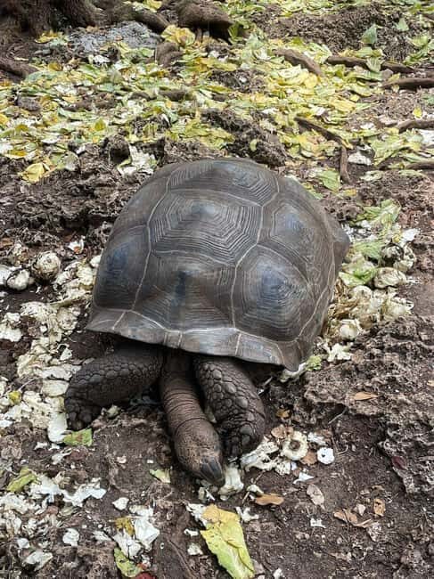 ZANZIBAR: Prison Island, Spice Farm & Swimming at Kuza Cave - A Detailed Look at the Tour Experience