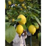 Zì Teresa Lemon Food Tasting Activity - Practical Considerations