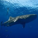 10 Passenger Max Customizable Private Charter - An In-Depth Look at the Private Charter Experience