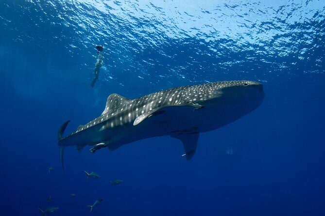 10 Passenger Max Customizable Private Charter - An In-Depth Look at the Private Charter Experience