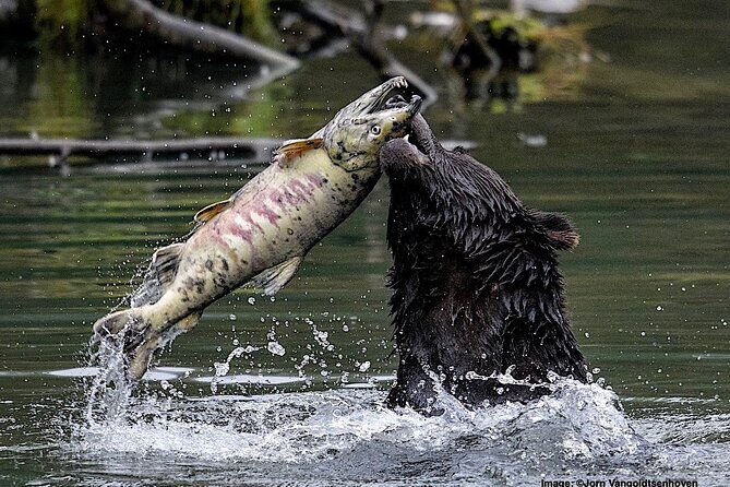 2 Hour Custom Wildlife and Historical Tour - Final Thoughts: Is It Worth It?