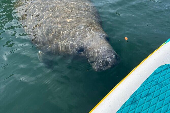 2 Hour Paddle Board Rental - The Value for Money