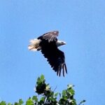 2 hours Starved Rock single Kayak Rental - FAQ