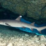 2-Tank Daytime Scuba Dive Boat Trip - Who Should Consider This Tour?