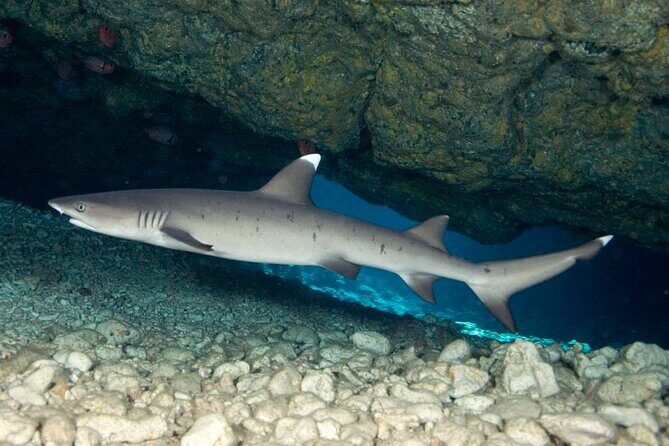 2-Tank Daytime Scuba Dive Boat Trip - Who Should Consider This Tour?