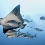 2 Tank Dive - Certified Divers (Santa Maria Bay & Chileno Bay) - Who Should Consider This Tour?