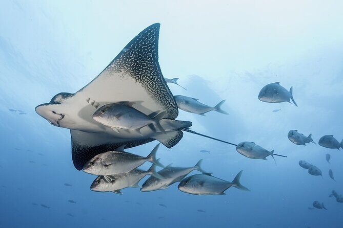 2 Tank Dive - Certified Divers (Santa Maria Bay & Chileno Bay) - Who Should Consider This Tour?