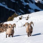 3 Day Wildlife Photography Tour in Yellowstone National Park - What You Can Expect from the Itinerary