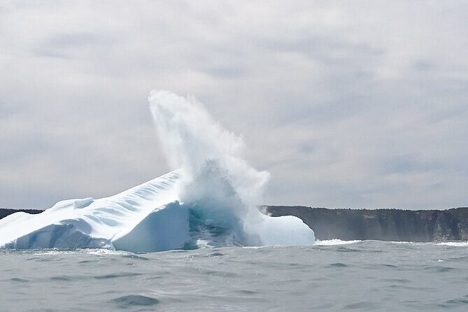 3 Hour Ocean Safari by Zodiac Boat -Whales & Icebergs seasonally - Frequently Asked Questions
