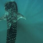 3 Hours La Paz Whale Shark First Class Snorkeling Tour - Final Thoughts: Is This Tour Worth It?