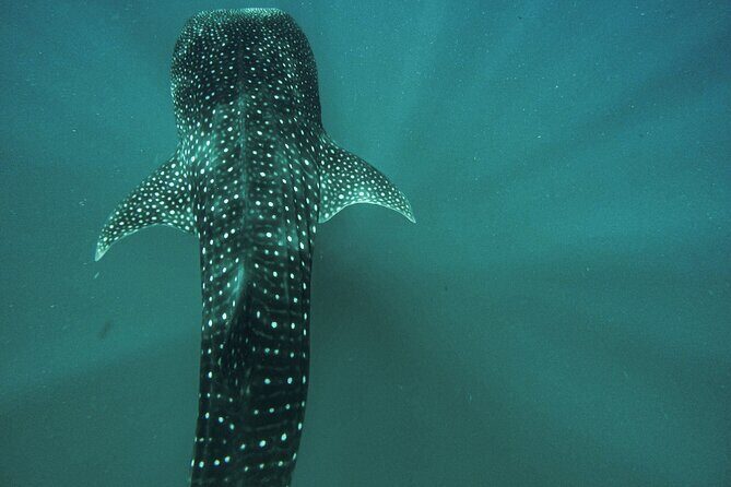 3 Hours La Paz Whale Shark First Class Snorkeling Tour - Final Thoughts: Is This Tour Worth It?