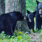 3hr Custom Private Tour of Ketchikan (4 People) Wildlife + More - The Experience: What You’ll Feel and See