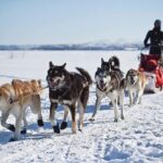 6 Day Winter Wonderland Tour in Yellowstone National Park - What We Loved About This Tour