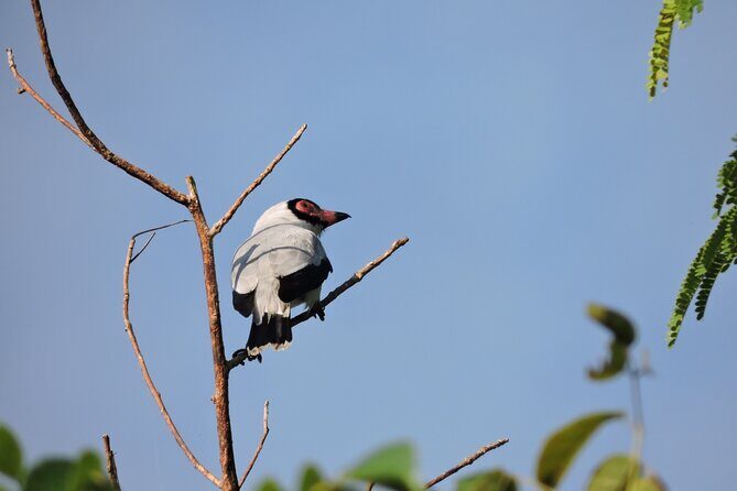 6-Hour Birdwatching Ruta de los Cenotes Playa del Carmen - In The Sum Up: Is It Worth It?