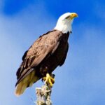 60 Minute Small Group Semi Private Everglades River Of Grass Airboat Charter - What to Expect on Your Everglades Adventure