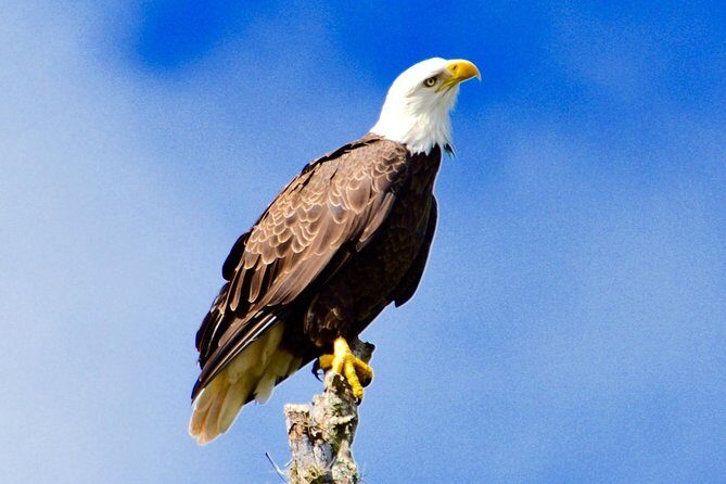 60 Minute Small Group Semi Private Everglades River Of Grass Airboat Charter - What to Expect on Your Everglades Adventure