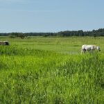 90 Minute Airboat Tour in the Florida Everglades - Why This Tour Appeals to You