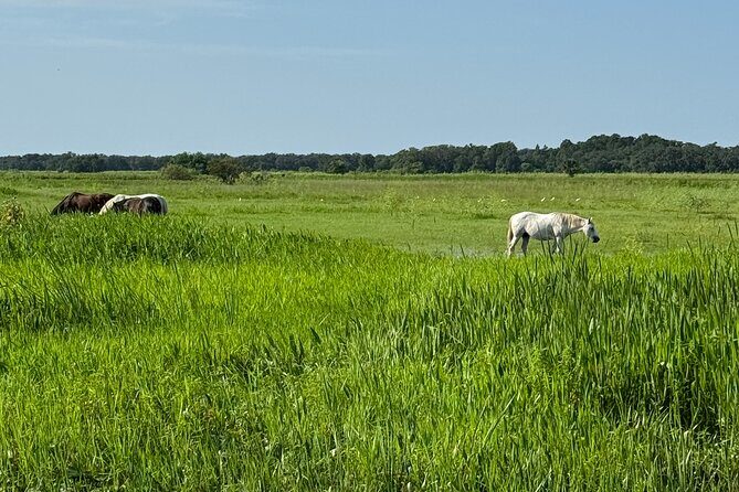 90 Minute Airboat Tour in the Florida Everglades - Why This Tour Appeals to You
