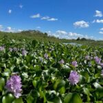 90 Minute Pontoon Cruise in Florida - Guides and Personal Touch