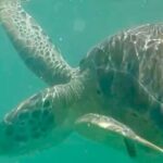 Akumal Bay snorkeling, plus 3 cenotes and great food - FAQ: Your Practical Questions Answered