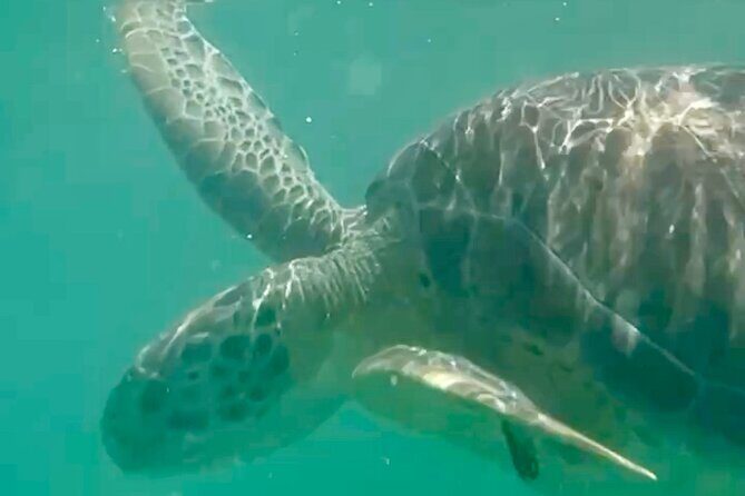 Akumal Bay snorkeling, plus 3 cenotes and great food - FAQ: Your Practical Questions Answered