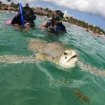 Akumal : Guided Snorkeling with Green Turtles and Corals - Why This Tour Works Well