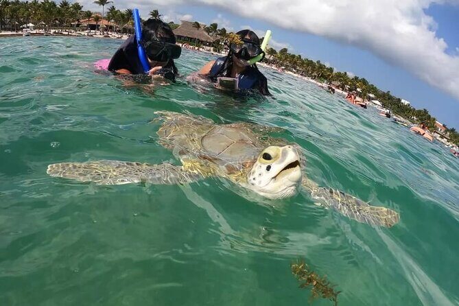 Akumal : Guided Snorkeling with Green Turtles and Corals - Why This Tour Works Well