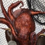 Alaskan Salmon Fishing with optional Adaptive Gear - Why This Tour Offers Excellent Value