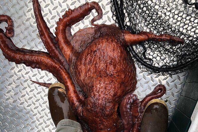 Alaskan Salmon Fishing with optional Adaptive Gear - Why This Tour Offers Excellent Value