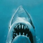 All New Shared Jaws tour Budget Friendly - Is This Tour Worth It?