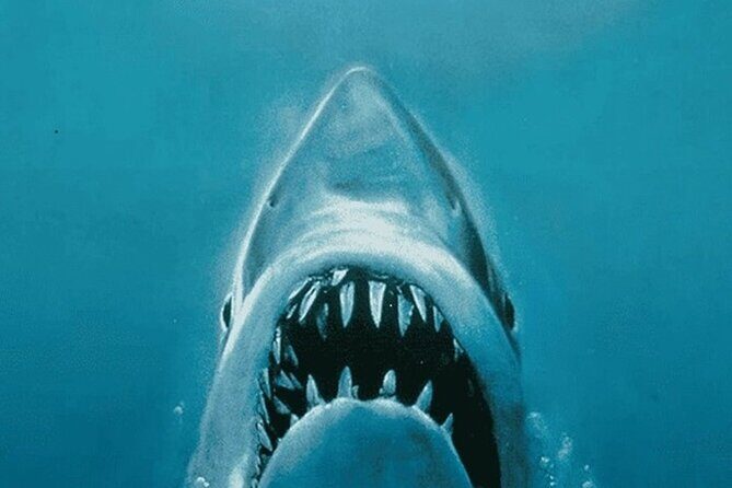 All New Shared Jaws tour Budget Friendly - Is This Tour Worth It?