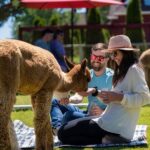 Alpaca Picnic Experience in Oregon - Authentic Experiences from Past Visitors
