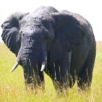 Amboseli national park over night - Why Choose the Amboseli Overnight Safari?