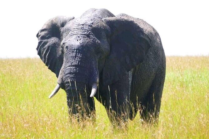 Amboseli national park over night - Why Choose the Amboseli Overnight Safari?